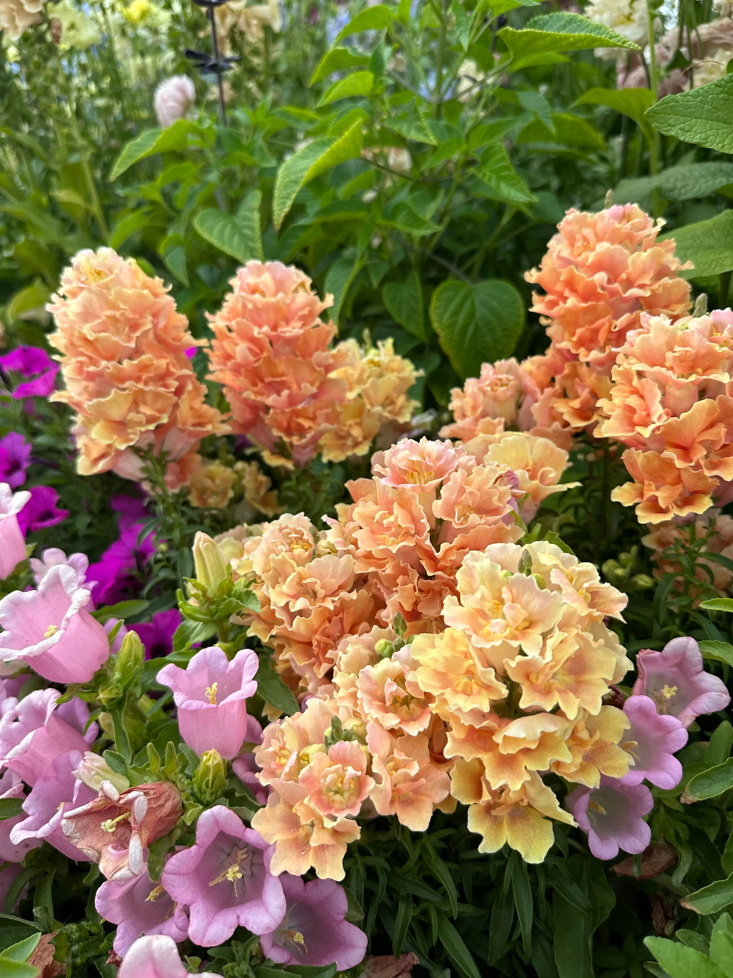 Snapdragon Twinny 'Peach' seeds Snapdragon Twinny 'Peach' seeds