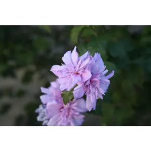 HIBISCUS S. 'BLUSHING BRIDE'  G3 18"