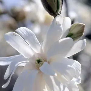 Royal Star Magnolia