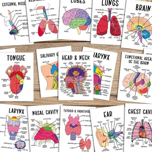 30pcs Anatomy Nursing Flashcards for Human Body Systems - Medical Diagrams Study Guide for Medical Students, Doctors, Nurses - Medical Education Tool, Detailed Anatomy Charts