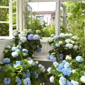 50pcs Blue Pink Purple Hydrangea Seeds - Stunning Perennial Flowers for Your Garden, Blooming in Vibrant Colors - Hardy and Easy-to-Grow Plants, Perfect for Garden Enthusiasts and Beginners