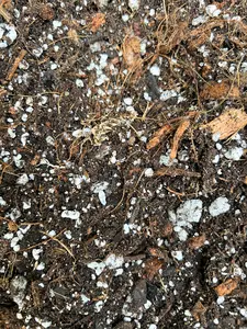 Aroid Soil Mix