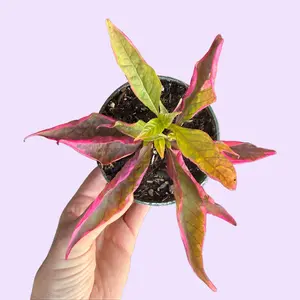 4" Brazilian Red Hots - Alternanthera dentata - Pink Joseph's Coat - Vibrant Pink and Green Houseplant - Pink Pet Friendly Foliage - Pet Safe Live Plant