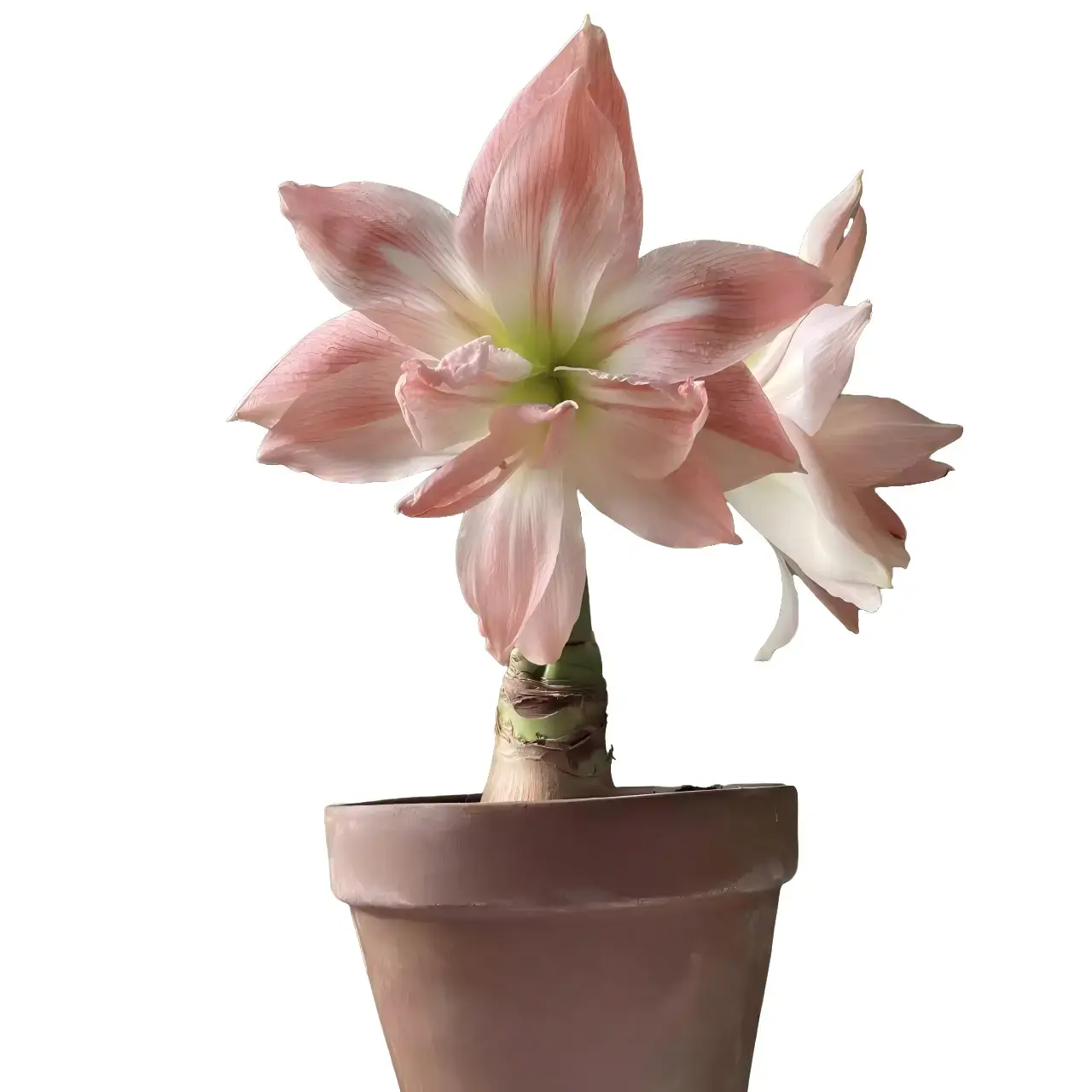 3pcs Amaryllis Bulbs Giant Double Bloom Indoor Flower Bulbs for Beginner Plant Parents & Holiday Floral Arrangement Indoor Cultivation Decorative large hippeastrum backyard space