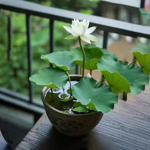 Grow Your Own Stunning Lotus! 60PCS Mixed Color Bowl Lotus Seeds – Fast Growing Water Lily Plants for Indoor Bonsai, Ponds & Garden Beauty