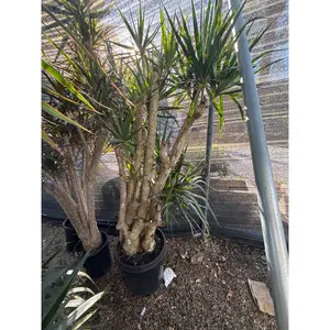 Dracaena Marginata Character