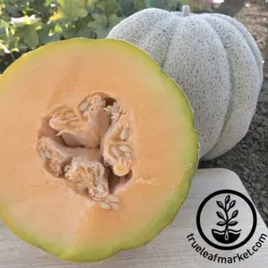 Melon Seeds - Cantaloupe - Iroquois