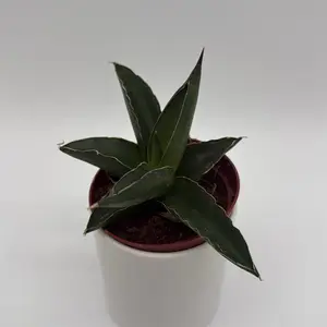 Sansevieria ‘Samurai’ 4” Pot – Silver Snake Plant | Compact Low Maintenance Indoor Decor