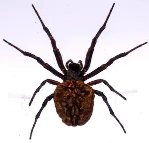 75mm Real Orb-Weaver Spider in Crystal Clear Lucite Resin Specimen Preserved Arachnoids Taxidermy Crafts Collection Decor