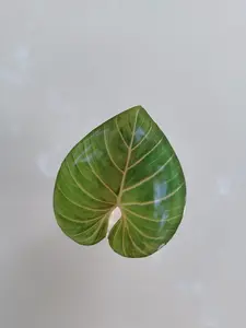 Pop socket 03 Pop socket 03