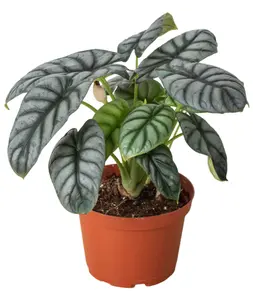 4" Alocasia Silver Dragon Plant