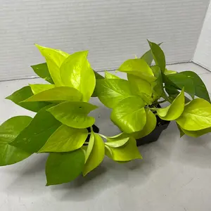 Pothos Neon