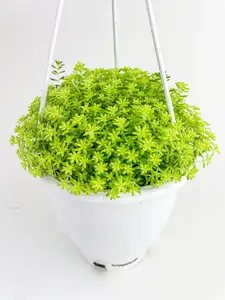 Sedum Japonicum 'Tokyo Sun' (Tokyo Sun Stonecrop)