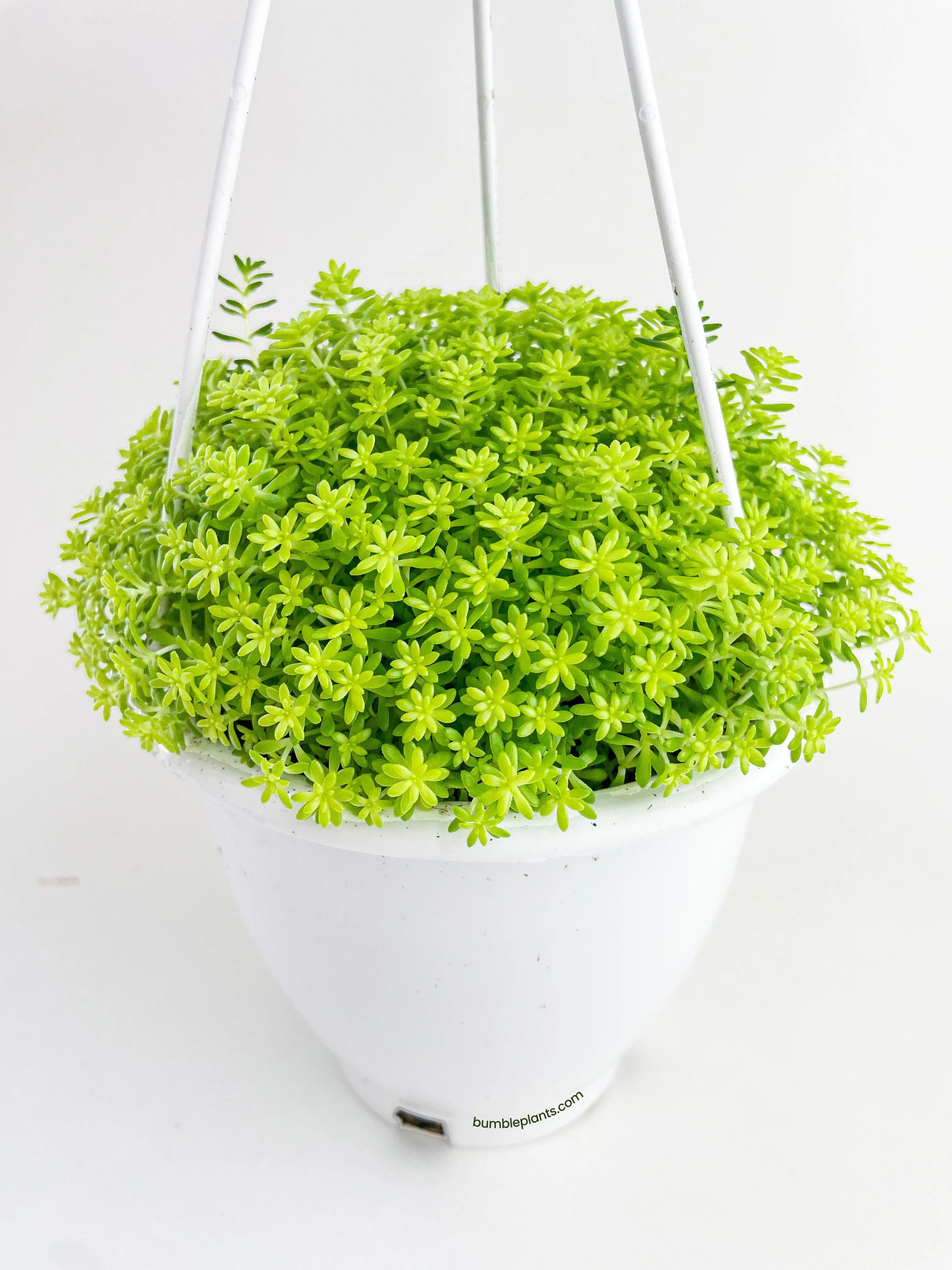 Sedum Japonicum 'Tokyo Sun' (Tokyo Sun Stonecrop)