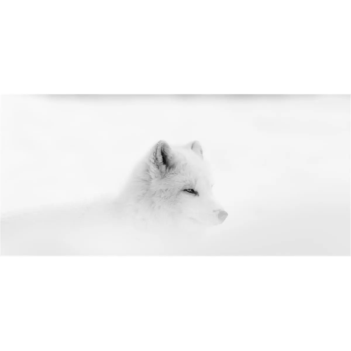 212 MAIN Poster Print Arctic Wolf Dominic Marcoux 20x9in Wildlife Fine Art Print Canis Lupus Arctos Snow Storm Montebello Quebec Canada Wall Decor Home Office Gift