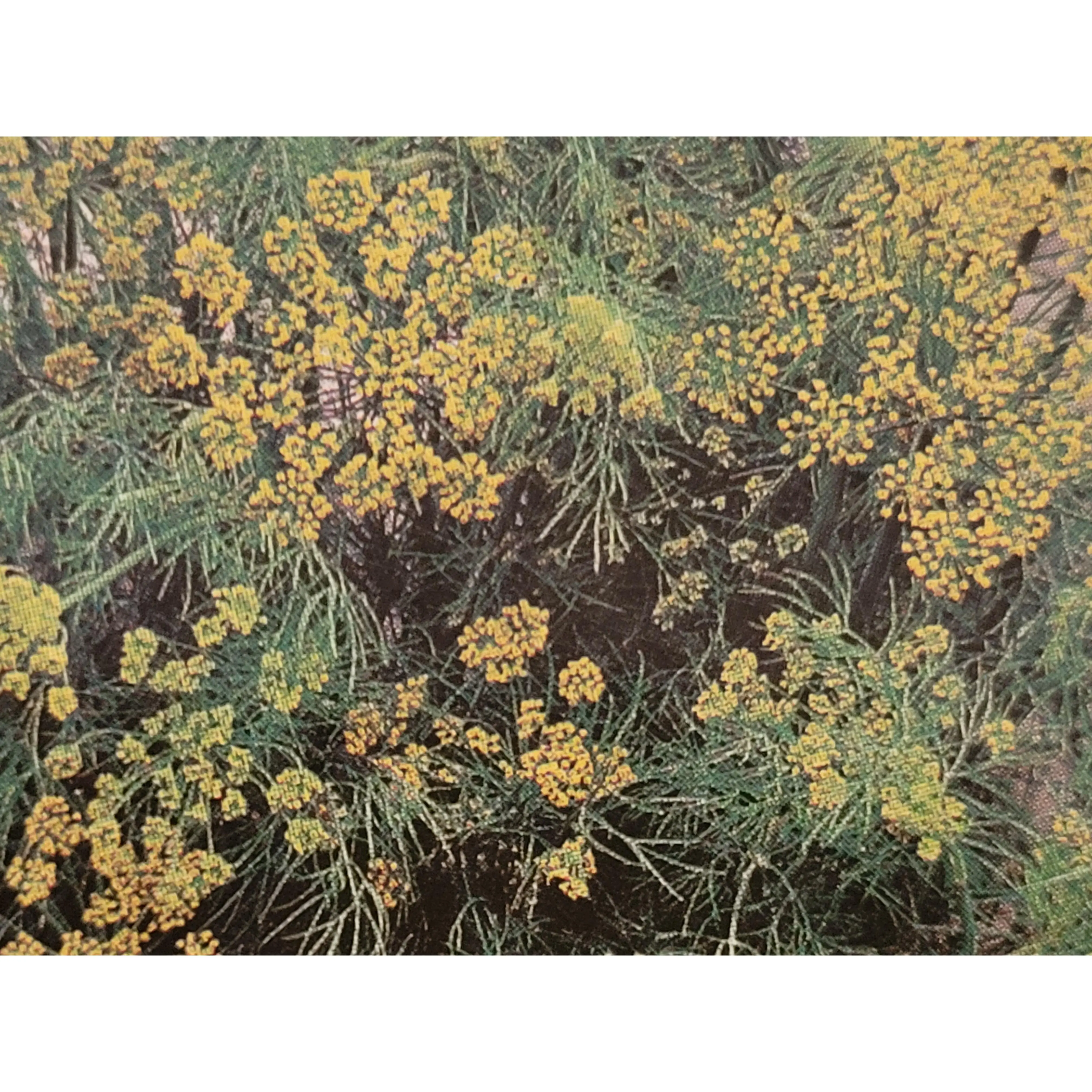 Organic Heirloom Mammoth Long Island Dill