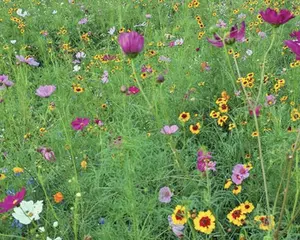Southeast Wildflower Mix Small Shaker Bottle