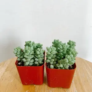 Donkey Tail Live Plant 2in pot