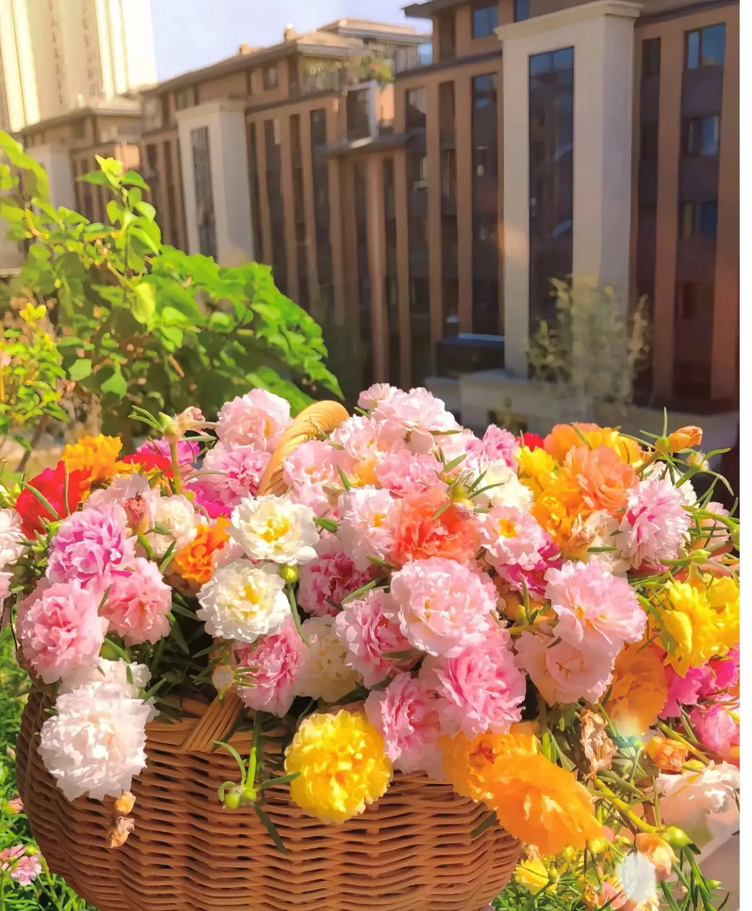 10000 Pcs Mixed Moss Rose Seeds,Portulaca Grandiflora Mix, 10,000+ Bulk Perennial Purslane Flower Seeds for Planting Outdoors(Non-GMO), Large Blooms, Attracts Pollinators, Easy to Grow-A50-ZBTYH-1