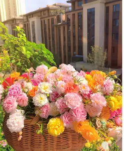 10000 Pcs Mixed Moss Rose Seeds,Portulaca Grandiflora Mix, 10,000+ Bulk Perennial Purslane Flower Seeds for Planting Outdoors(Non-GMO), Large Blooms, Attracts Pollinators, Easy to Grow-A50-ZBTYH-1