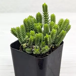 Succulent Live Plant - Crassula Imperialis : Giant Watch Chain - In 2" Pot