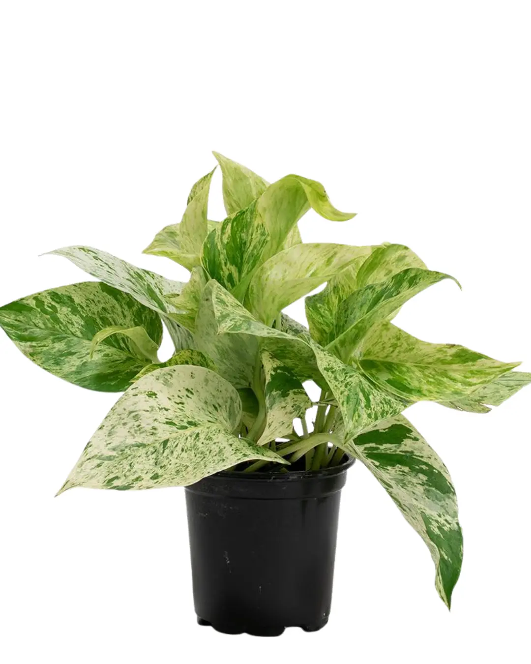 4" Marble Pothos Live Plant