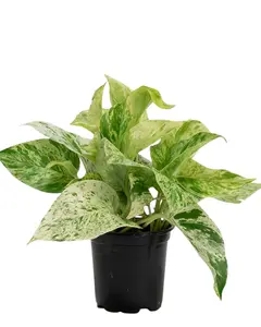 4" Marble Pothos Live Plant