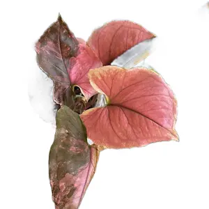 Strawberry Ice Galaxy Syngonium