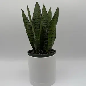 Sanseviera Zeylanica Zebra 6" Pot Beginner Friendly House Plant Snake Zeylanica Air Purifier Low Maintenance Striking Green Yellow Variegation Succulent Like