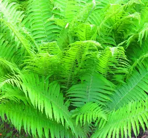 5 Lady Fern Roots, Fern Live Plants Outdoor Indoor, Fern Tree Live Plant for Garden