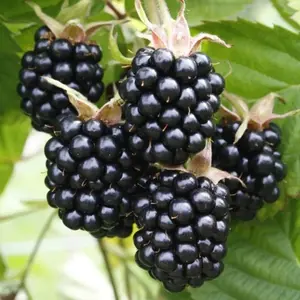 200+ Blackberry Seeds for a Vibrant Garden - Non-gmo Seeds for Planting - Sweet and Healthy Fruit for Your Outdoor Oasis