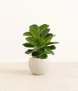 Fiddle Leaf Fig
