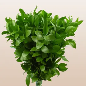 Fresh Israeli Ruscus Greenery 10 Stems 50cm Natural Green Filler Flowers with Long Shapely Stems for Arrangements