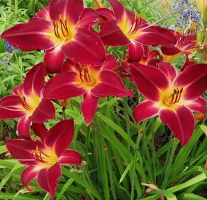 3 Red Daylily Bulbs for Planting, Reblooming Daylilies Bulbs, Perennial Flowers Bulbs