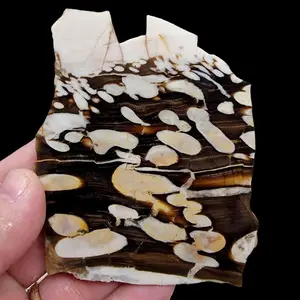 Fossil Peanut Wood Petrified Wood Slab!  Lapidary Stone Slab!
