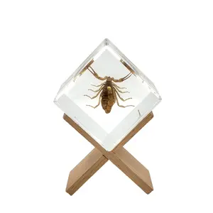 Scorpion Cube Display with Stand
