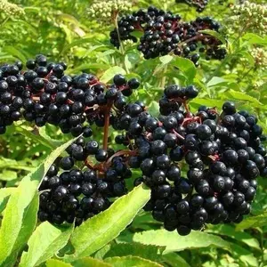 American Elderberry Seeds - 250 Seeds to Plant Sambucus - Non-GMO Organic Seeds - Quality Control Certified for Ethical Production