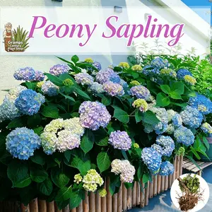Hydrangea seedlings are wood-decorated green plants with long flowering periods and diverse soils, making them ideal for home yards and mixed garden designs
