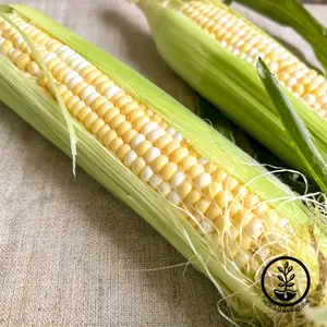 Corn Seeds - Sweet - Inspiration Hybrid
