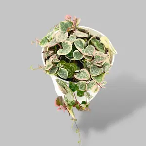 Variegated String of Hearts 4” - Pet Safe Rare Hanging Succulent