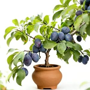 Sweet Dark Purple Plum Tree, Large Fruit Small Pit Improved Variety, Cold Hardy Bare Root for Potted Patio Yard Outdoor Growing