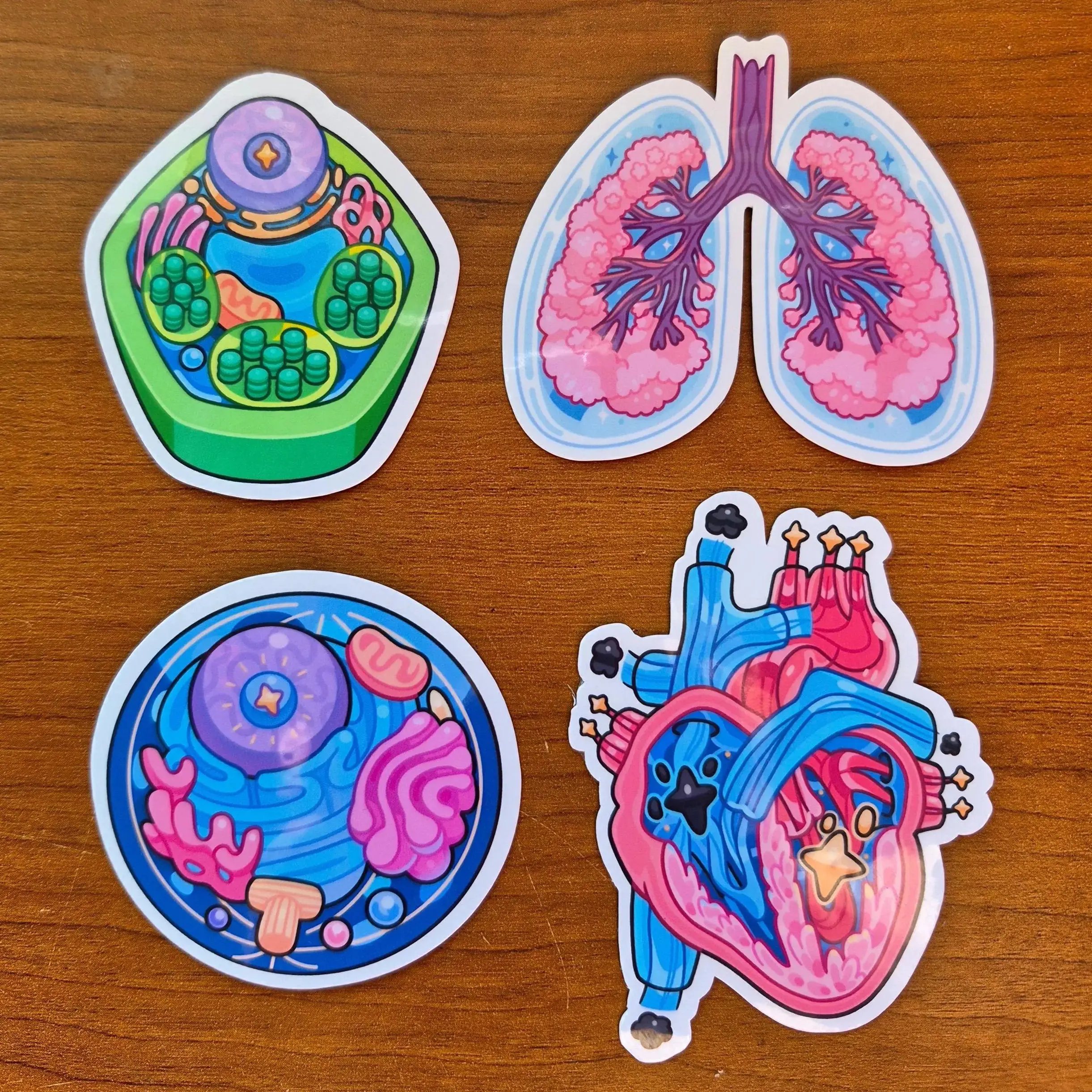 Biology Vinyl Stickers - Animal Cell, Plant Cell, Heart, and Lungs - Colorful Vinyl Stickers