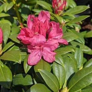 Holden's Pink Rhododendron