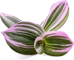 4 Lavender Wandering Jew Cuttings to Grow - Lavender Fluminensis Variegated Tradescantia - Easy to Grow Wandering Jew, Wandering Dude