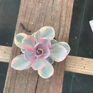 Echeveria rainbow Plant Succulent Echeveria rainbow Plant Succulent