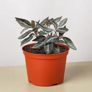 Peperomia 'Metallica'