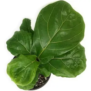 Ficus Tree - 4 Live Starter Plants in 2 Inch Pots - Stunning Easy Care Interior Houseplant