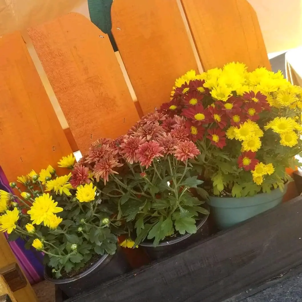 Wooden Pumpkin Planter for Home Garden Decor and Plant Display