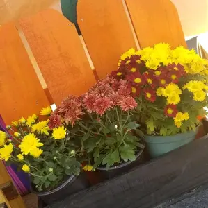 Wooden Pumpkin Planter for Home Garden Decor and Plant Display