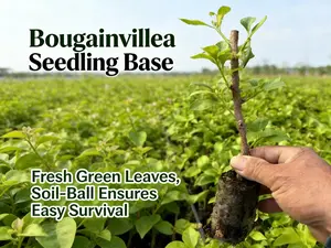 Bougainvillea Seedling for Outdoor Use | Home Gardening Flower Plant | Ideal for Patio Yard and Fence Planting